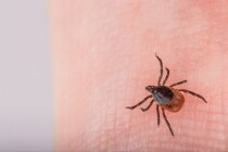 Застраховаться от укуса клеща теперь можно на почте